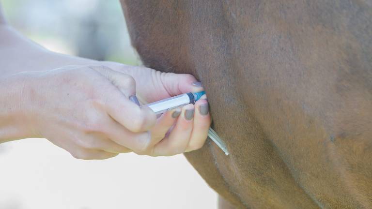 Die Impfung bei einem Pferd.