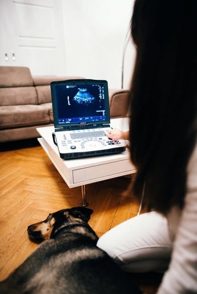 Ultraschallmessung bei einem Hund.