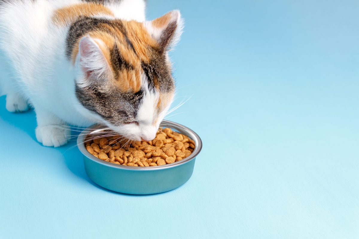 Katze Hat Keinen Appetit Mehr
